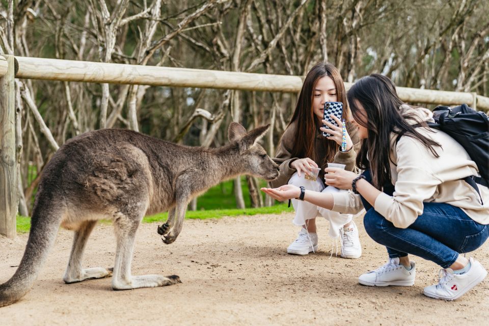 Feed a kangaroo
